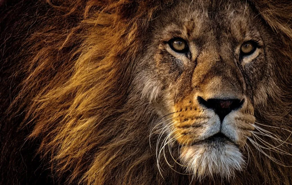 lion, animal, mammal